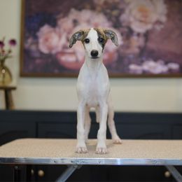 Bo - White and red brindle male Whippet puppy in Atlanta, Georgia from Sinaj Sighthounds