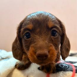 Pink Girl - Chocolate and tan female Dachshund puppy in Massies Mill, Virginia from Pigeon Hill Dachshunds