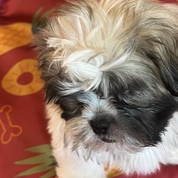 Brussels Griffons and Shih Tzus from Full of Shih Tzus