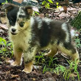 Rune - Blue merle male Miniature Australian Shepherd puppy in Patterson, North Carolina from DreamLine Aussies