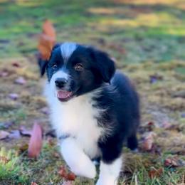 Junior - Black & white male Miniature American Shepherd puppy in Battle Ground, Washington from Casita Miniature American Shepherds