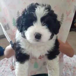 Twig - Black tri-color Aussiedoodle puppy in Soap Lake, Washington from Desert Rose Doodles
