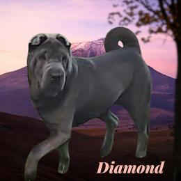 Diamond - Chinese Shar-Pei