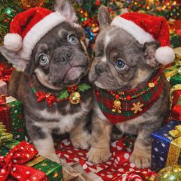 Gomez - Tricolors male French Bulldog puppy in Redlands, California from You Winnie Some (Winnie's Blues & Lilacs)