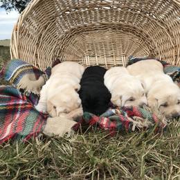 Dilute Retriever and Labrador Retriever Puppies from Megans Labradors