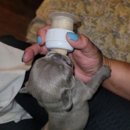 French Bulldog Puppies from Culichitown Frenchies