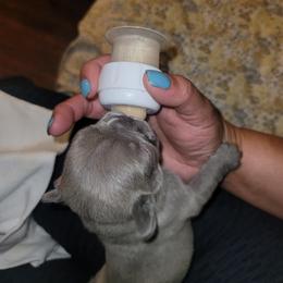 French Bulldog Puppies from Culichitown Frenchies