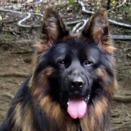 Mondo - German Shepherd