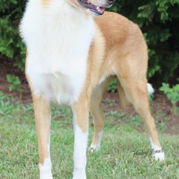 Collies from Caublestone Collies