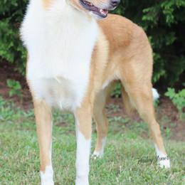 Collies from Caublestone Collies