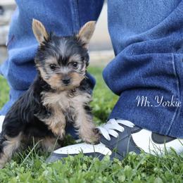 Yorkshire Terrier Puppies from Mr.Yorkie