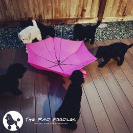 Poodle Puppies from The Rad Poodles