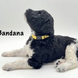 Bandana - Parti male Goldendoodle puppy in Milford, Pennsylvania from Doodles Are Golden