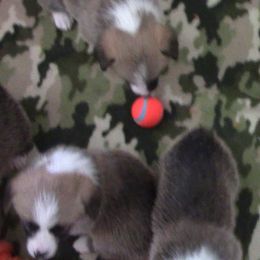 Pembroke Welsh Corgi Puppies from Sunrise Corgis Los Angeles