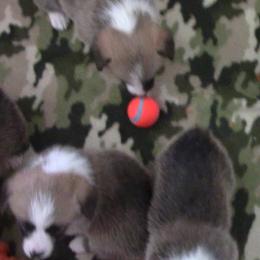 Pembroke Welsh Corgi Puppies from Sunrise Corgis Los Angeles
