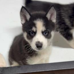 Jewel - Black and white female Pomsky puppy in Spring Hill, Florida from PDQ Pomskies