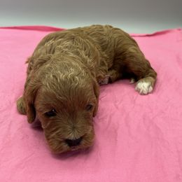 Sissy - Red female Cavapoo puppy in Burke, New York from Patti’s Puppies