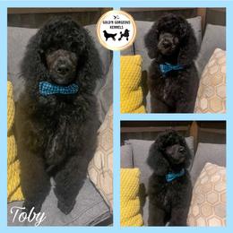 Poodle Puppies from Gold’N Gorgeous Kennels