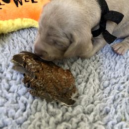 Weimaraner Puppies from Zauberhaft Weimaraners