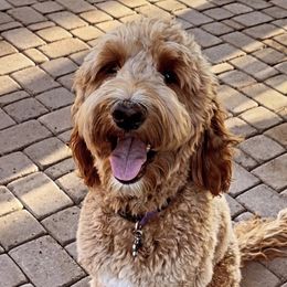 Pippin - Goldendoodle