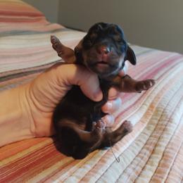 Oliver - Black and tan male Dachshund puppy in Brave, Pennsylvania from Whiskers & Wagging Tails