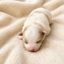 Marshmallow - Cream parti male Pomeranian puppy in Elberton, Georgia from Pits and Poms LLC