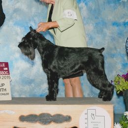 Devlin - Standard Schnauzer