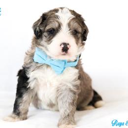 Toast - Blue merle male Bernedoodle puppy in Diamond Bar, California from Furrytaildoodles
