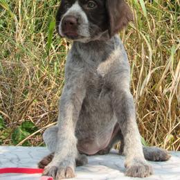German Wirehaired Pointer Puppies from Idawire GWPs