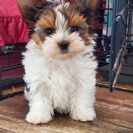 Biewer Terriers and Yorkshire Terriers from BiewerHeart Yorkies