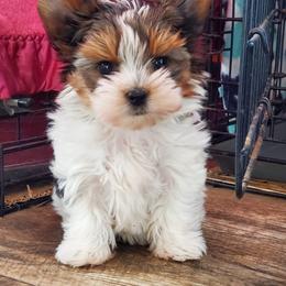 Biewer Terriers and Yorkshire Terriers from BiewerHeart Yorkies