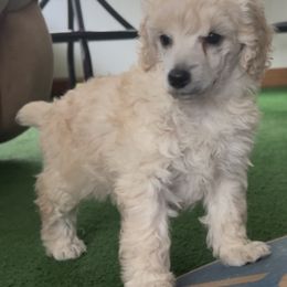 Cream Female - Cream female Poodle puppy in Jonesborough, Tennessee from Erisse Poodles