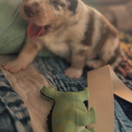Miniature Australian Shepherd Puppies from Smushy Pups
