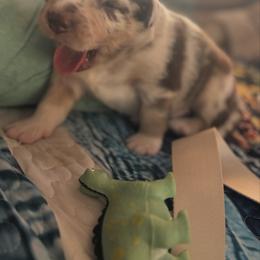 Miniature Australian Shepherd Puppies from Smushy Pups