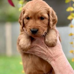 Fuchsia - Dark golden female Golden Retriever puppy in Calistoga, California from Willow’s AKC Golden Retrievers