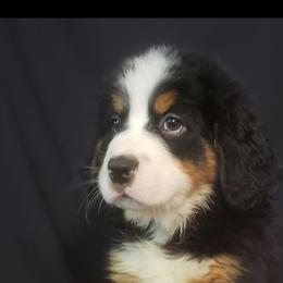 Girl 4 - Tri-color Bernese Mountain Dog puppy in Francisco, Indiana from Kate's Country Canines