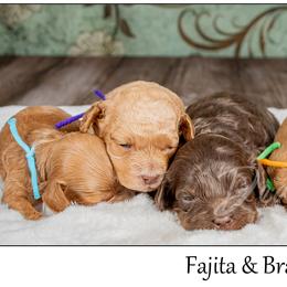 Mike - Brown and tan male Cockapoo puppy in Connersville, Indiana from Deaz Doodle Ranch