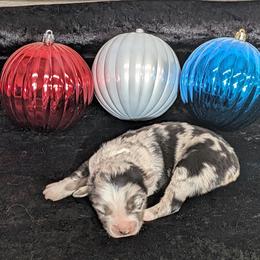 Patches - Blue merle female Miniature Australian Shepherd puppy in Lufkin, Texas from Texas Lil Cowdogs