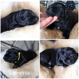 Loretta - Miniature Schnauzer puppy in Victorville, California from West Coast Royal Miniature Schnauzer