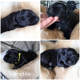 Loretta - Miniature Schnauzer puppy in Victorville, California from West Coast Royal Miniature Schnauzer