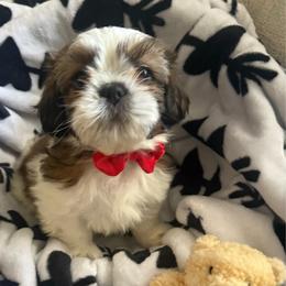 Big red - Red and white male Shih Tzu puppy in Oak Hills, California from High Desert  Shih Tzu