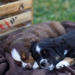 Miniature Australian Shepherds from Altenhofel Aussies
