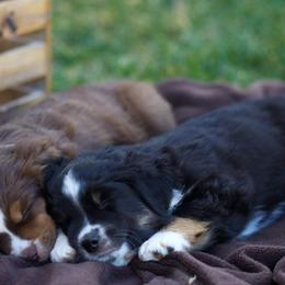 Miniature Australian Shepherds from Altenhofel Aussies