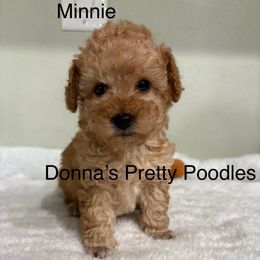 Minnie - Apricot female Poodle puppy in Vilonia, Arkansas from Donna’s Pretty Poodles