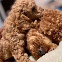 Cavapoo and Cockapoo Puppies from Benji’s Cockapoos