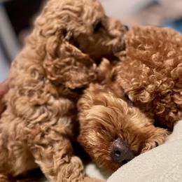 Cavapoo and Cockapoo Puppies from Benji’s Cockapoos