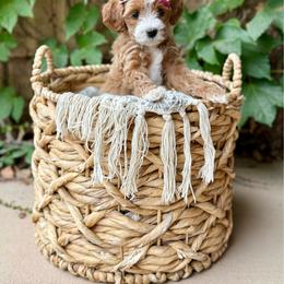 Diana (Orange) - Apricot female Goldendoodle puppy in St. George, Utah from Dashing Doodle Pups