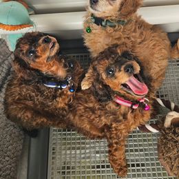 Poodle Puppies from Sankofa Kennel Club
