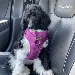 Cockapoo Puppies from Rawls Lovely Little Tots