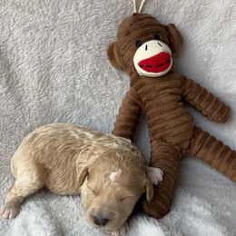 Boy 3 - Apricot male Goldendoodle puppy in Lapeer, Michigan from Doodle All Day